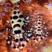 shrimp_coleman_bhr_tam_v_0346_bal6208.jpg